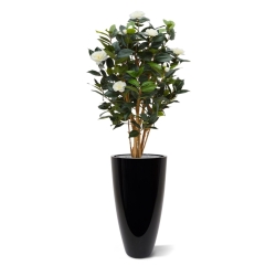 Camelia Japonica Deluxe 100 cm bianco