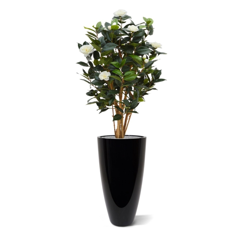 Camelia Japonica Deluxe 100 cm bianco