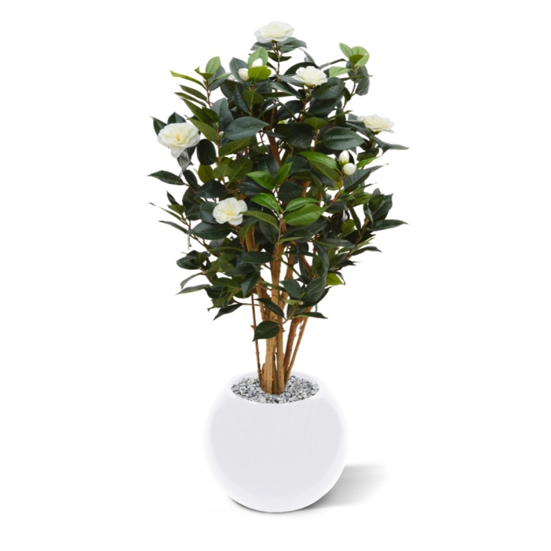 Camelia Japonica Deluxe 100 cm bianco