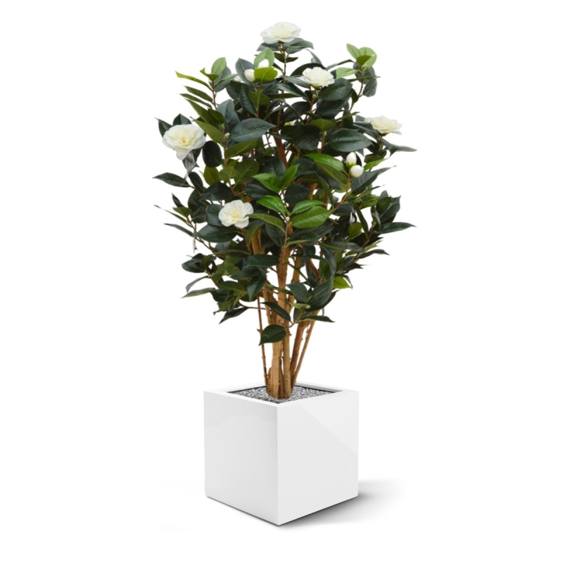 Camelia Japonica Deluxe 100 cm bianco