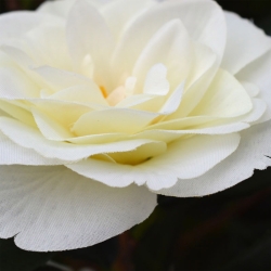 Camelia Japonica Deluxe 100 cm bianco