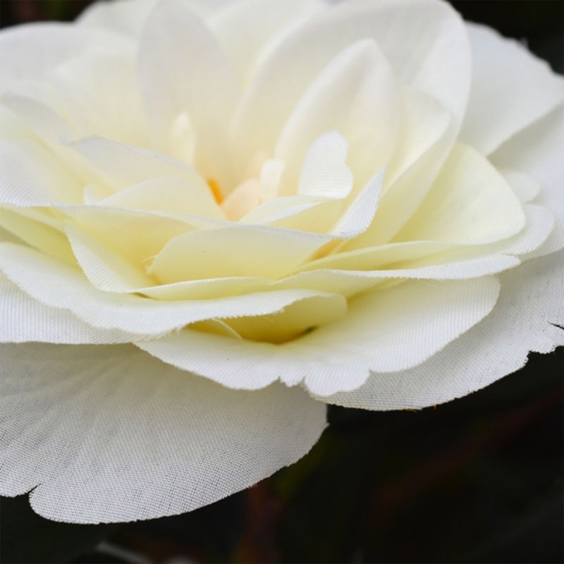 Camelia Japonica Deluxe 100 cm bianco