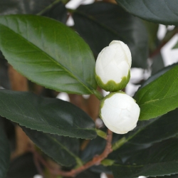 Camelia Japonica Deluxe 100 cm bianco