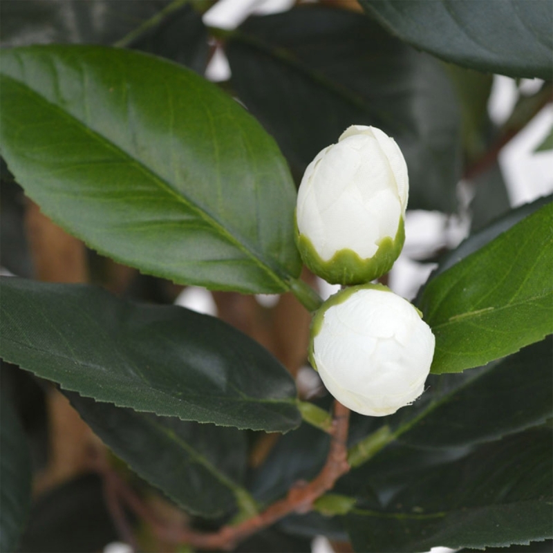 Camelia Japonica Deluxe 100 cm bianco