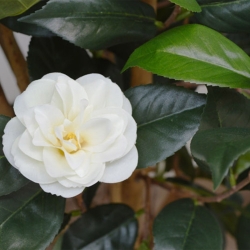 Camelia Japonica Deluxe 100 cm bianco