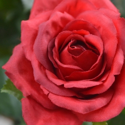 Rosa artificiale su stelo 75 cm - rosso