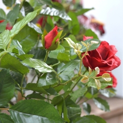 Rosa artificiale su stelo 75 cm - rosso