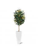 Albero arancione Deluxe 150 cm