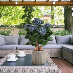 Ortensia Artificiale UV Deluxe 65cm Blu