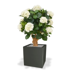 Ortensia Deluxe su tronco 90 cm crema
