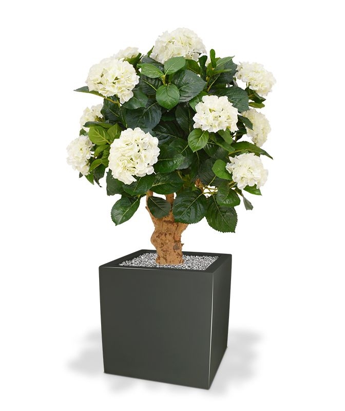 Ortensia Deluxe su tronco 90 cm crema