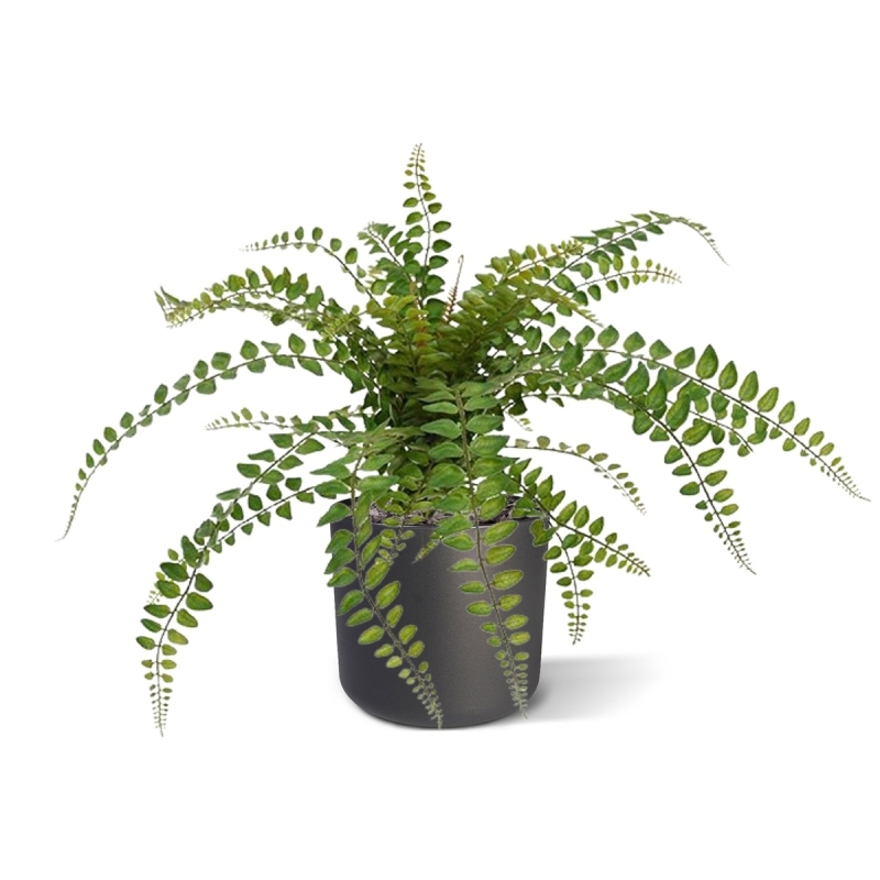Pianta artificiale di felce Rotundifolia 55 cm