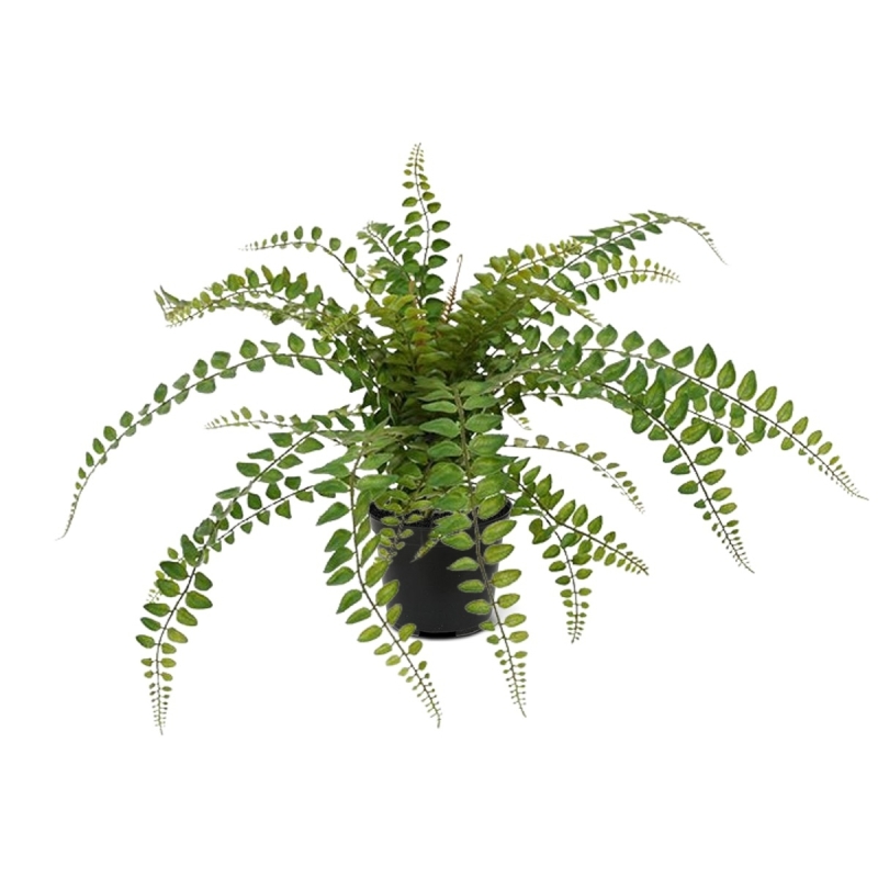 Pianta artificiale di felce Rotundifolia 55 cm
