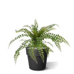 Pianta artificiale di felce Rotundifolia 55 cm