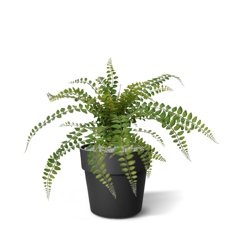 Pianta artificiale di felce Rotundifolia 55 cm