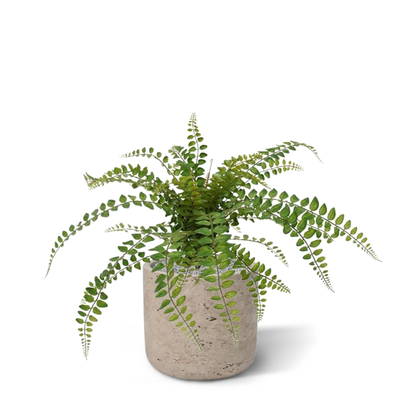 Pianta artificiale di felce Rotundifolia 55 cm