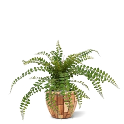 Pianta artificiale di felce Rotundifolia 55 cm