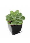 Echeveria succulenta artificiale 16 cm