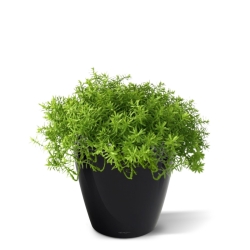 Senecio succulento 30 cm