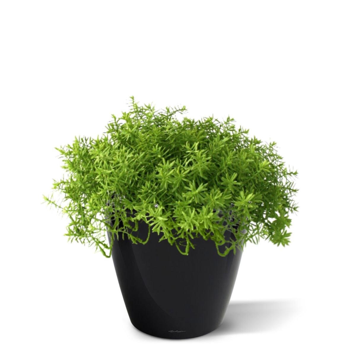 Senecio succulento 30 cm