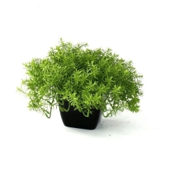 Senecio succulento 30 cm