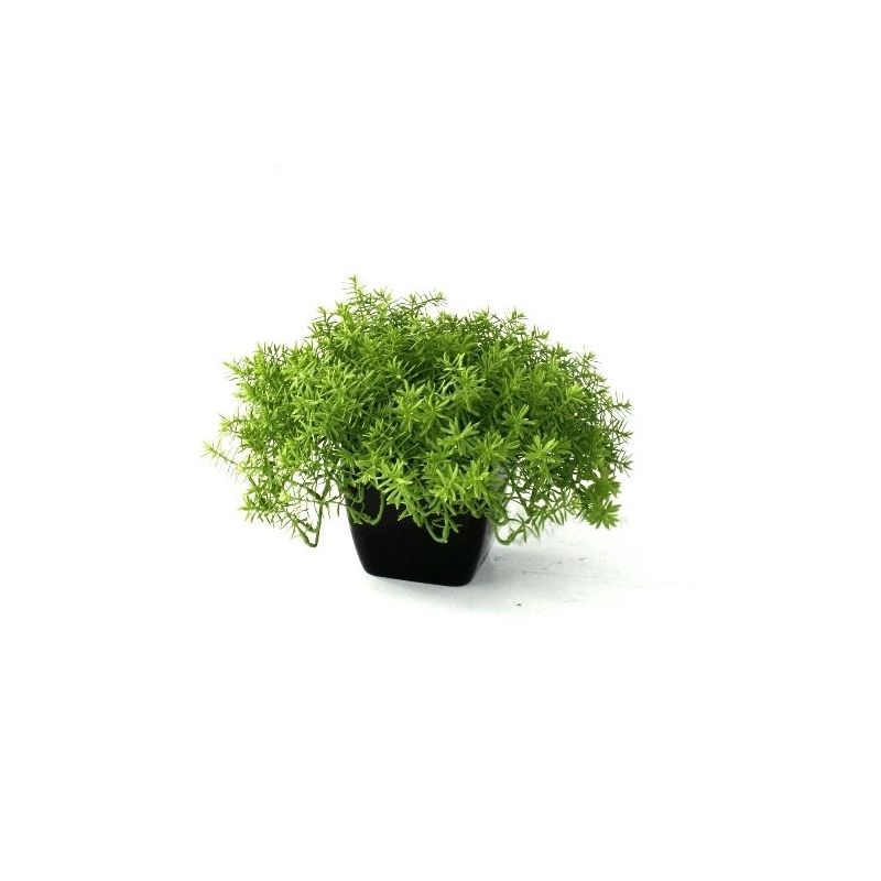 Senecio succulento 30 cm