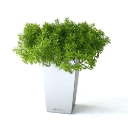 Senecio succulento 30 cm