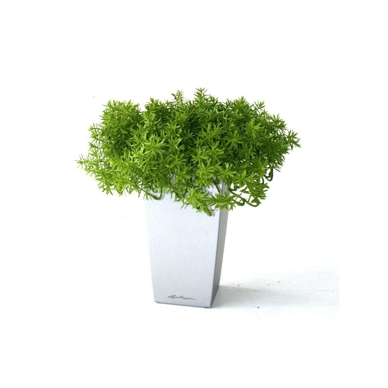 Senecio succulento 30 cm