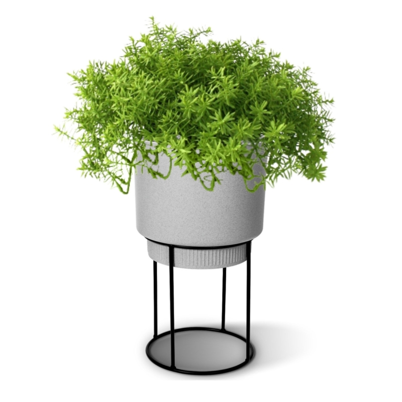 Senecio succulento 30 cm