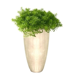 Senecio succulento 30 cm
