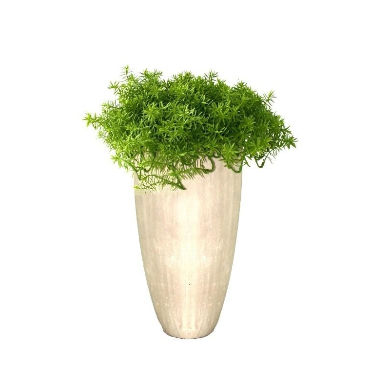 Senecio succulento 30 cm