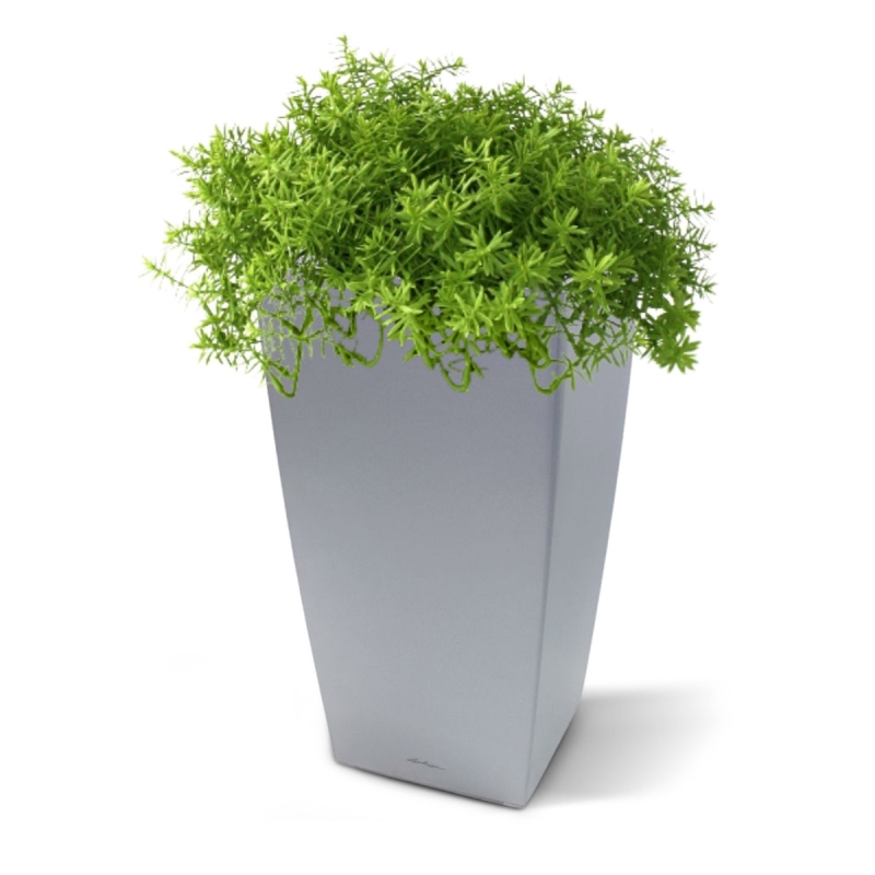 Senecio succulento 30 cm