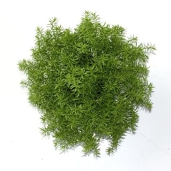 Senecio succulento 30 cm