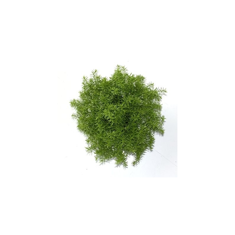 Senecio succulento 30 cm