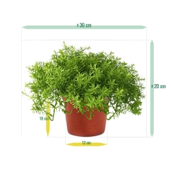 Senecio succulento 30 cm