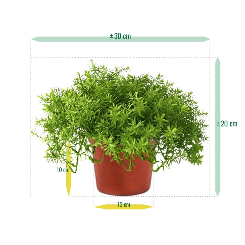 Senecio succulento 30 cm