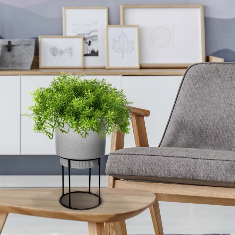 Senecio succulento 30 cm