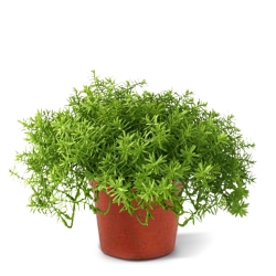 Senecio succulento 30 cm