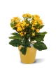 Pianta artificiale Kalanchoe 30 cm - arancione in vaso