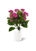 Pianta artificiale Kalanchoe 30cm in vaso - viola