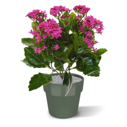 Pianta artificiale Kalanchoe 30cm in vaso - viola