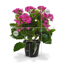 Pianta artificiale Kalanchoe 30cm in vaso - viola