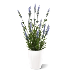 Pianta artificiale di lavanda 50cm in vaso - blu - resistente ai raggi UV