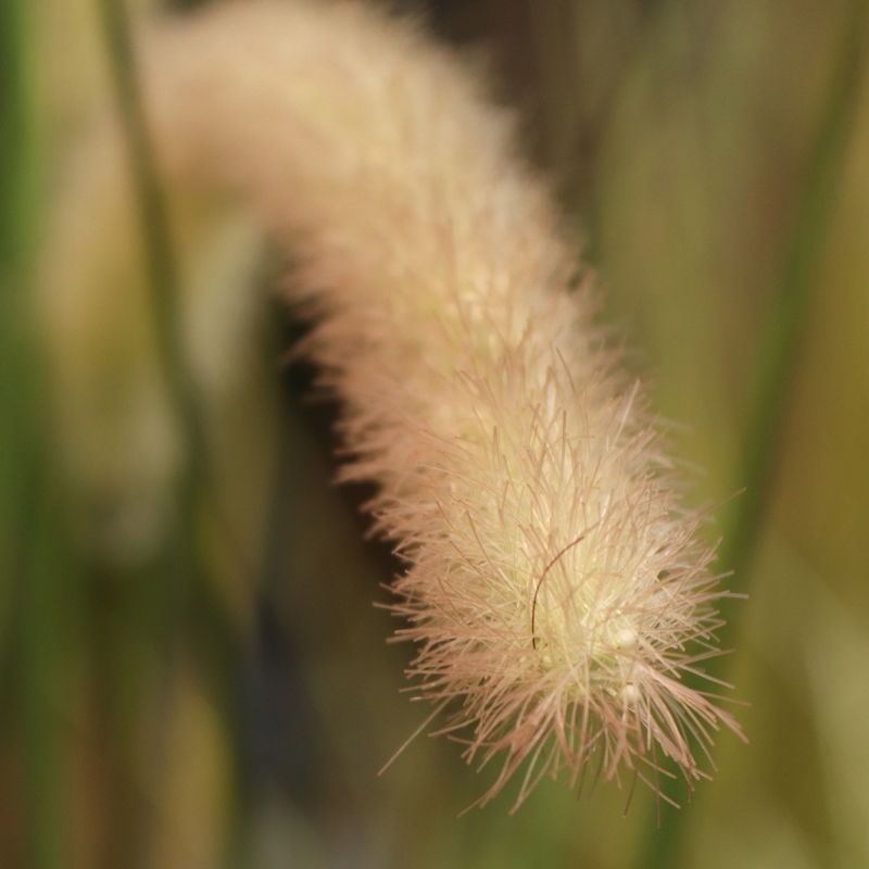 Pianta d'erba artificiale Pennisetum 100cm