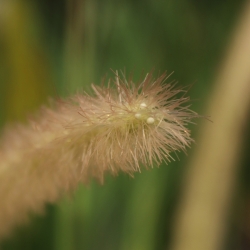 Pianta d'erba artificiale Pennisetum 100cm