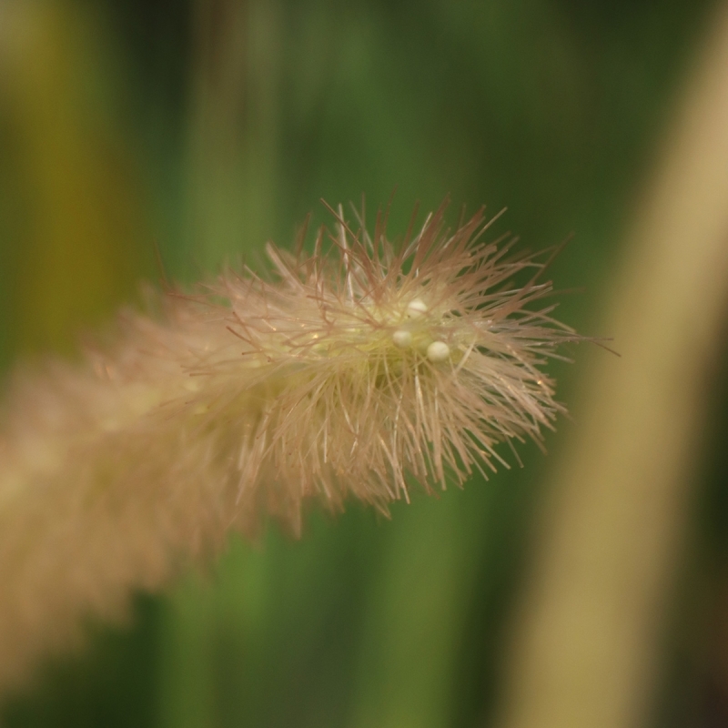 Pianta d'erba artificiale Pennisetum 100cm