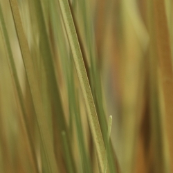 Pianta d'erba artificiale Pennisetum 100cm
