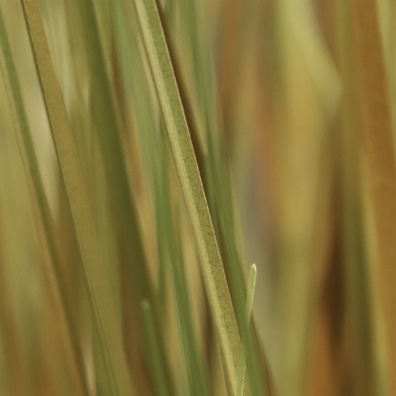 Pianta d'erba artificiale Pennisetum 100cm