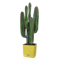 Cactus artificiale Euphorbia 70 cm