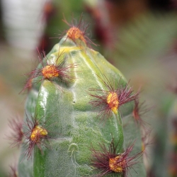 Cactus artificiale Euphorbia 70 cm